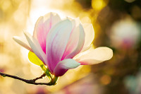 Fortbildung: Qi Akupressur - Frühling - online-live Seminar